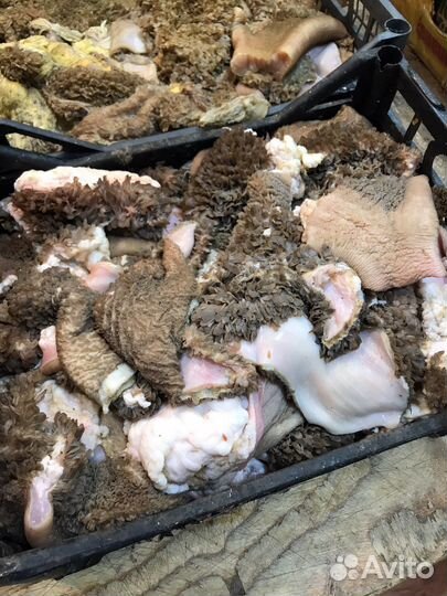 Рубец Требуха