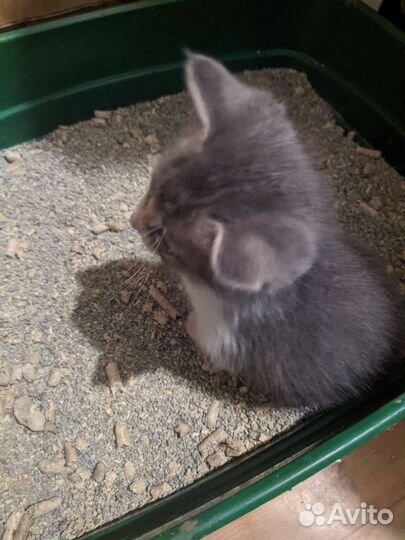 Котята метисы