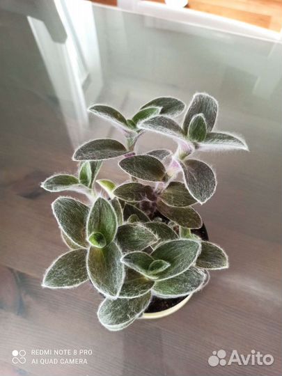 Традесканция, коллизия