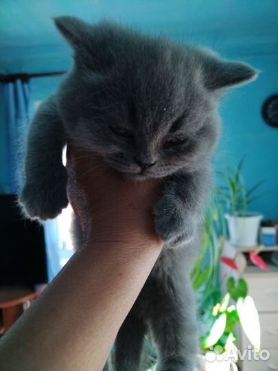 Британская