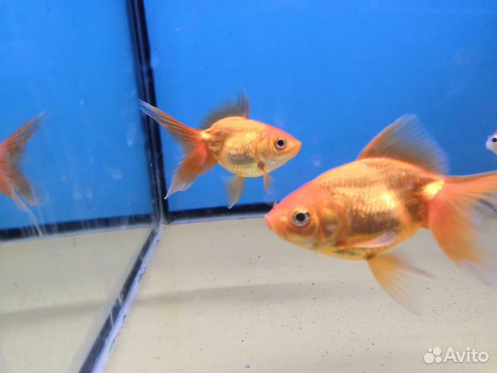 Продам рыбок