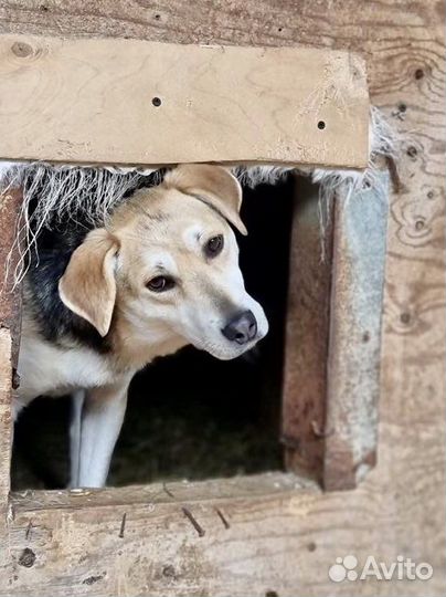 Миниатюрная собачка Лада из приюта ищет маму