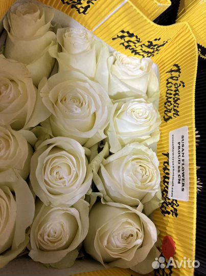 Роза эквадорский Proud