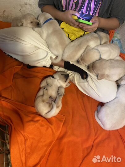 Щенки лабрадора