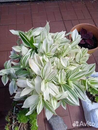 Традесканция