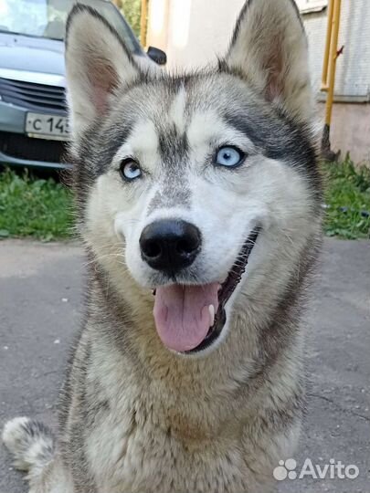 Сибирский хаски