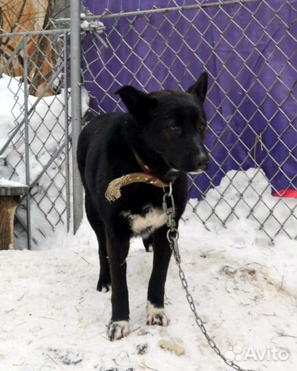 Ищем самых добрых и ответственных хозяев