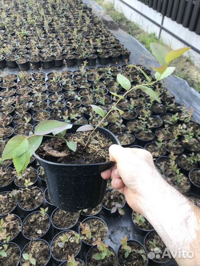 Голубика черника саженцы