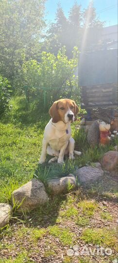 Кобель Бигль триколор