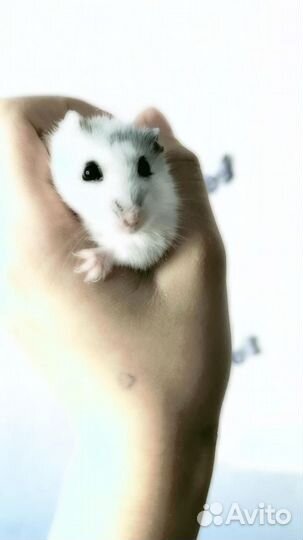 Хомячиха джунгарик