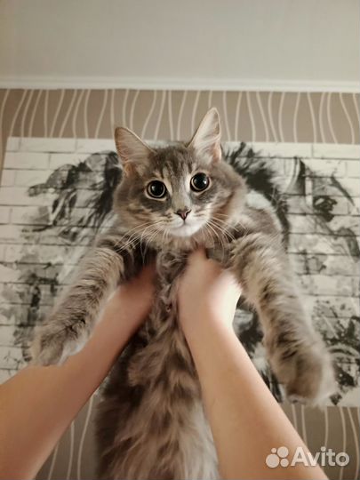 Отдам кота в добрые руки