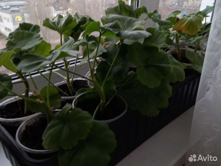 Пеларгония герань сортовая