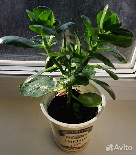 Каланхоэ и Спатифиллум