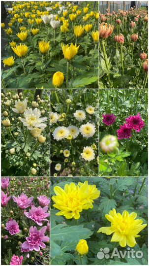Цветы на срезку (хрезантема)