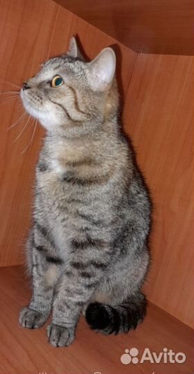 Крошка-кошка в дар