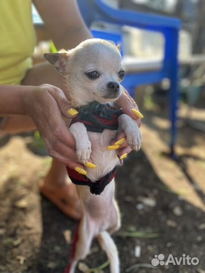 Чихуахуа девочка