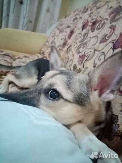 Передержка домашних животных