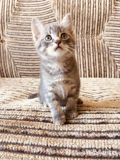 Котята