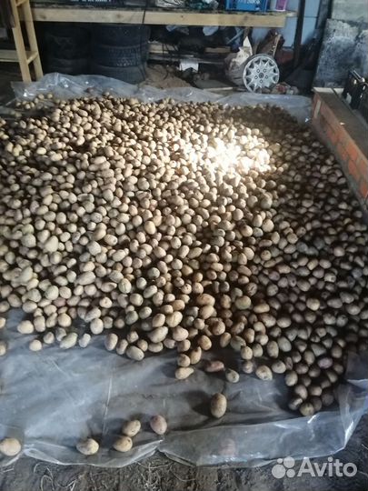 Семенной картофель