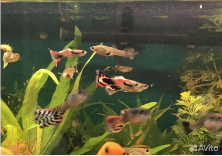 Пецилии, гуппи mix