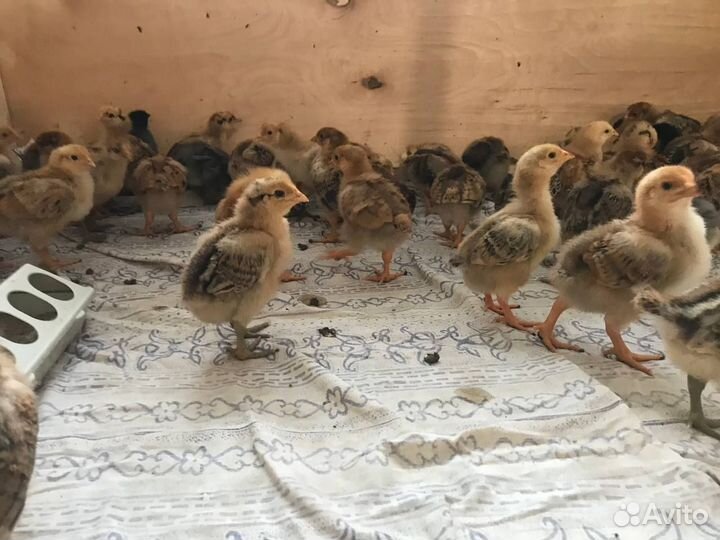Цыплята