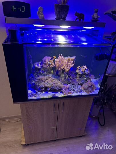 Аквариум морской