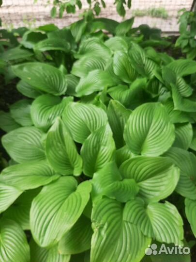 Хоста растение