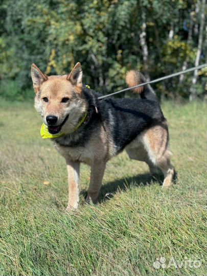 Великолепный пес Феникс ждет маму