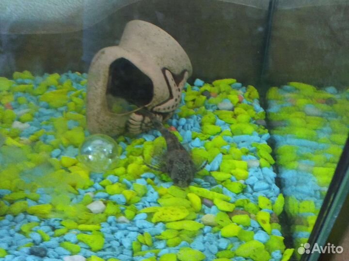 Аквариумные рыбки