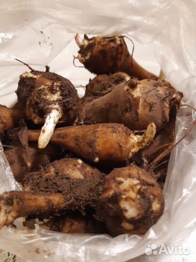 Клубни топинамбура