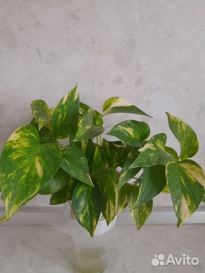 Золотой дракон и другие цветочки