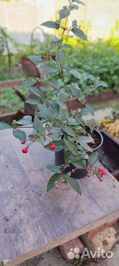 Фуксия Dollar princes