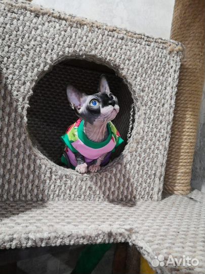 Киса сфинкс