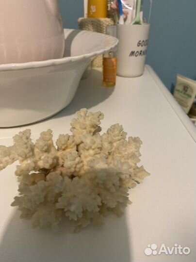 Коралл морской,натуральный