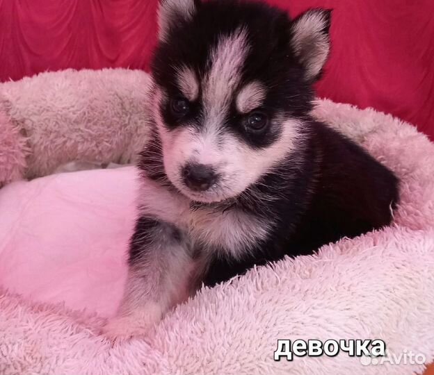 Щенки сибирской хаски