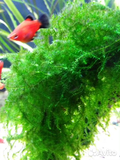 Аквариумные растения