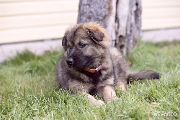 Щенок в дар