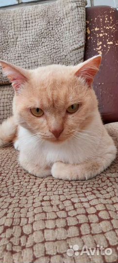 Кот в дар персиковый