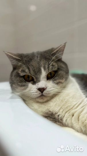 Шотландский кот