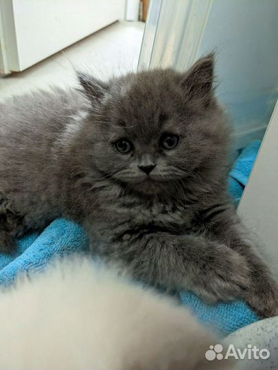 Шотландский прямоухий котенок