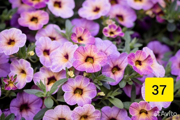 Рассада. Цветы