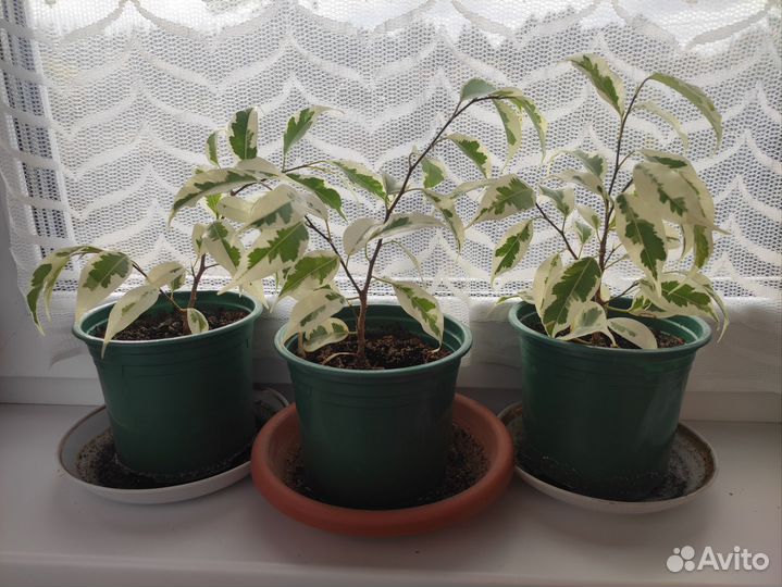 Фикус бенджамина пестролистный