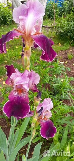 Ирис сотовой,крупный,высокий