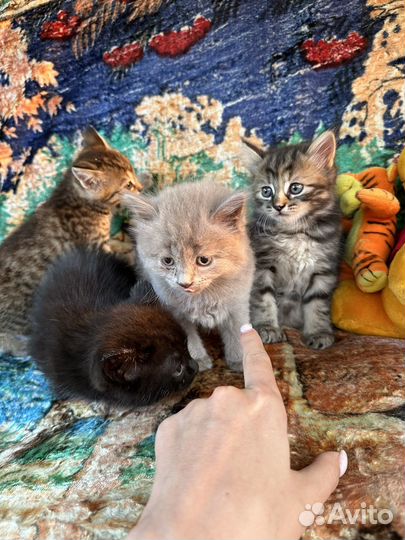 Котята в дар