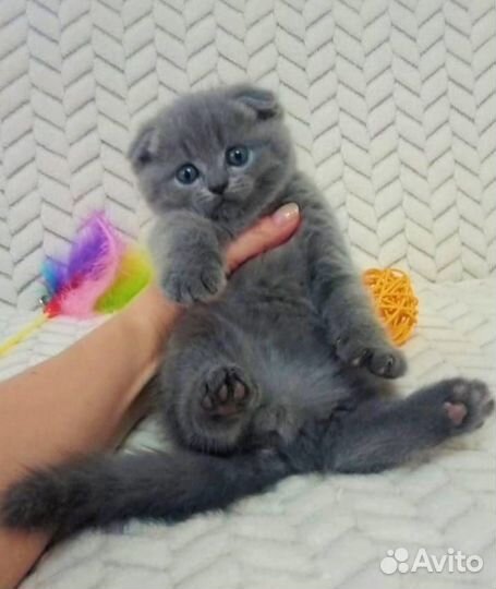 Шотландские котята