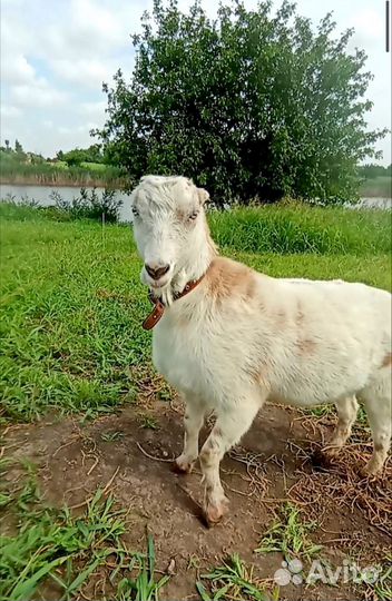 Коза