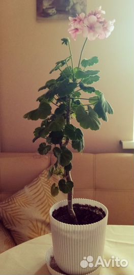 Комнатные растения и срезы пеларгоний