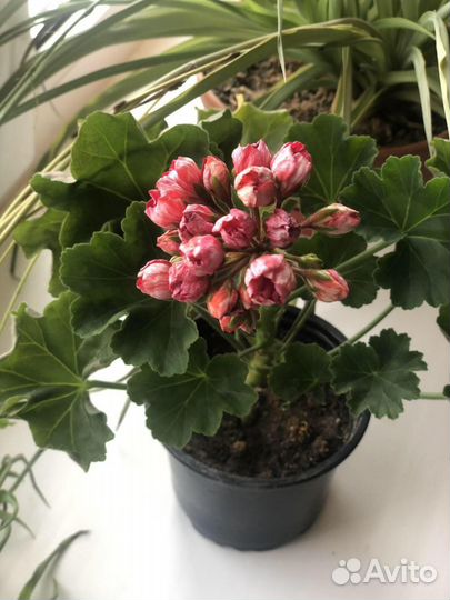 Пеларгония (герань) Victoria Andre