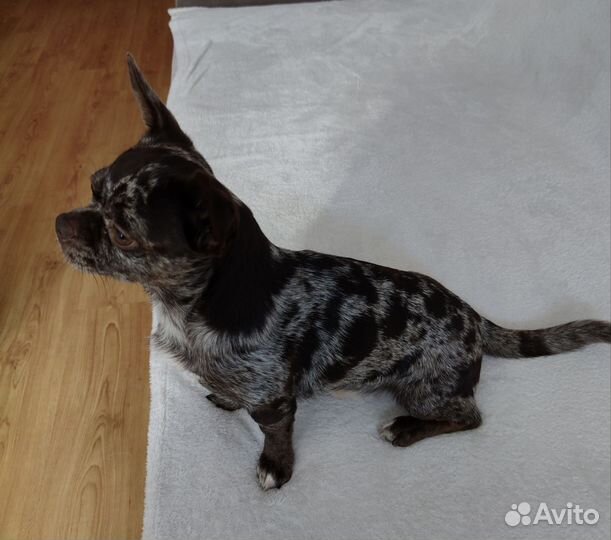 Вязка. Чихуахуа