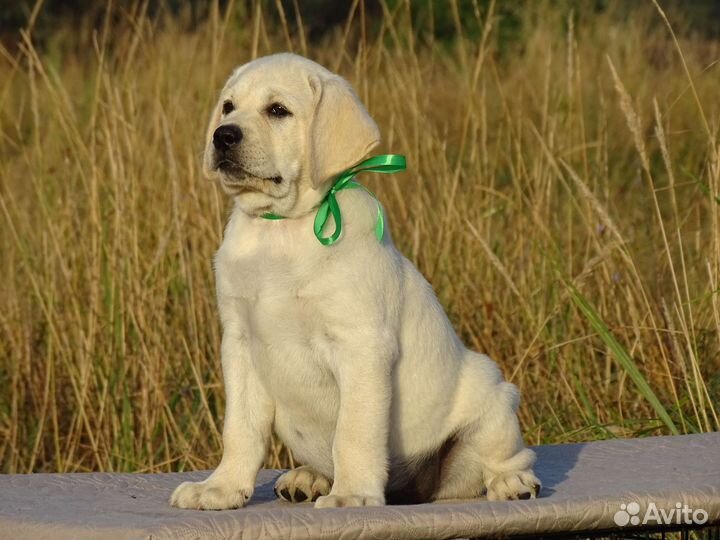 Щенки Лабрадора